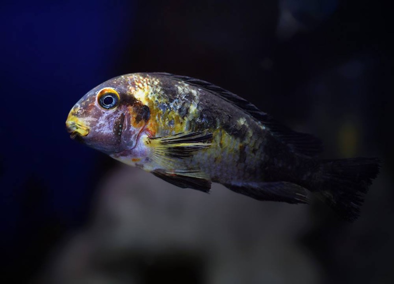 Tropheus moorii 'Kalambo Lodge' Kushangaza